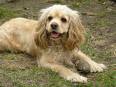 americky kokerspaniel.jpg