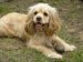 americky kokerspaniel.jpg