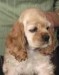 kokerspaniel.jpg