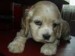 kokospaniel.jpg